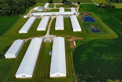 Robinson Farms raises about 500,000-600,000 birds every year in 10 barns.