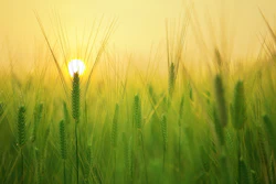 Multiple partnerships across Europe will help transition 20,900 hectares (almost twice the size of Paris) of wheat and maize crops to regenerative agriculture practices by 2028.