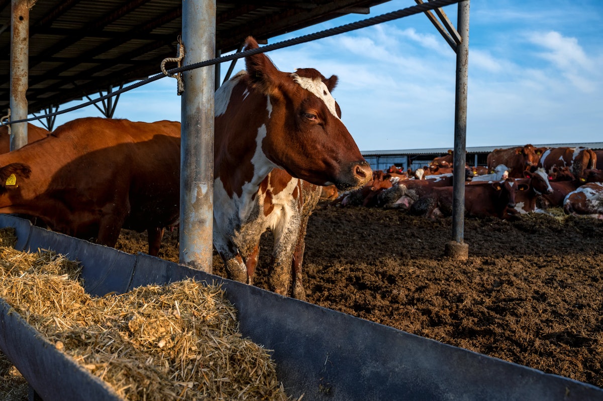 Global beef markets to navigate declining global production, uncertainty in 2025