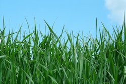 Grass