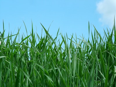 Grass