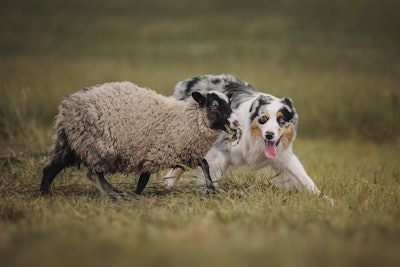 Australia’s pet population deserves safe, reliable pet food, according to lawmakers.