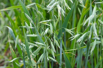 Oats Milk Stage