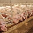 Pigs In Pens Eating