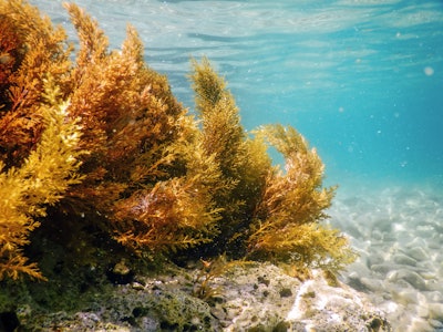 Seaweed