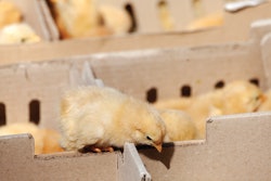 Welfare needs to be a priority at all stages of a chick’s journey.