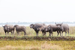 Water Buffalo