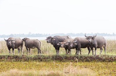 Water Buffalo