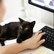 Black Cat With Owner Laptop