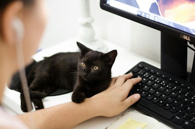 Black Cat With Owner Laptop