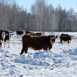 Cattle In Snow