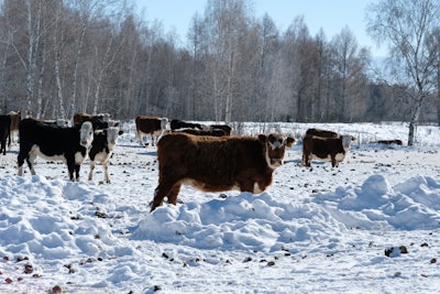 Cattle In Snow