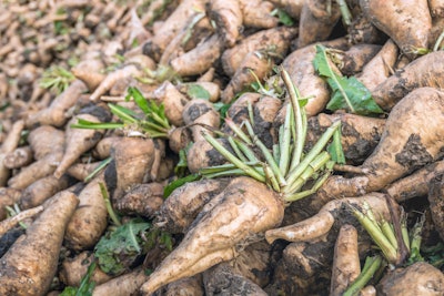 Chicory Root