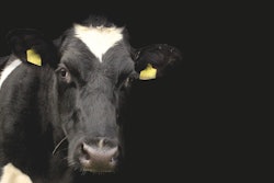 Dairy Cow Black Background Pixabay