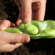 Fava Bean In Hand