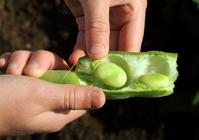 Fava Bean In Hand