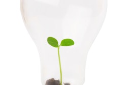 Lightbulb With Seedling Inside