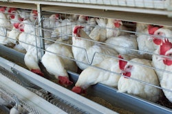 Chickens Eating From Trough