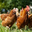 Brown Chickens On Grass