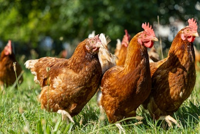 Brown Chickens On Grass
