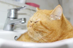 Nearly two-thirds of America's dogs and cats are overweight or obese, putting them at increased risk for serious health problems like diabetes, heart disease, and joint issues.