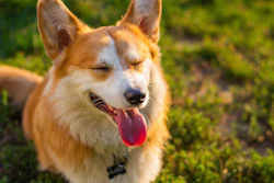 The grant will help create the 2025 'Sustainability in the Pet Industry Report,' which will provide data on consumer trends, retailer behavior, and key sustainability issues.