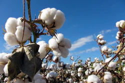 Cotton Plant