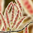 Fusarium