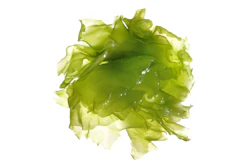 Green Algae