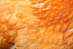 Red Chicken Feathers Closeup