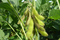 Soy Beans On Plant