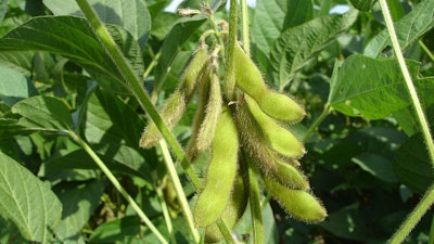 Soy Beans On Plant