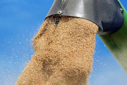Wheat Harvet Unloading Pixabay