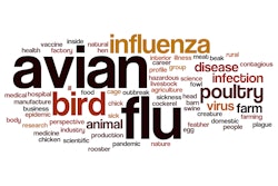 Avian Influenza Word Cloud
