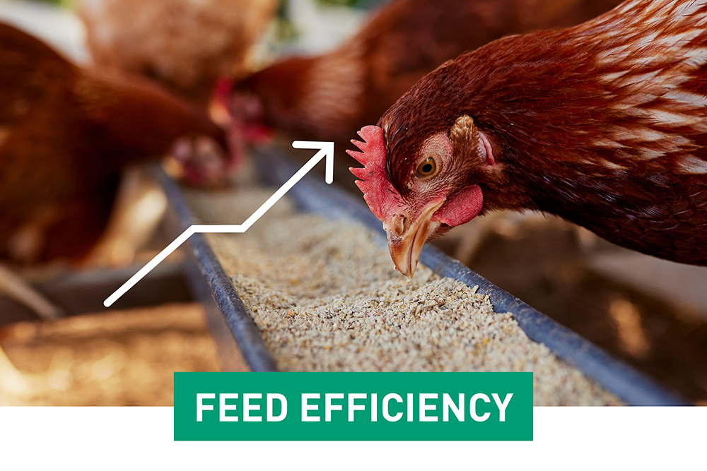 Fsa Feed Efficiency 62f78e93c43ab8
