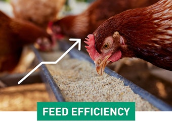 Fsa Feed Efficiency 62f78e93c43ab8
