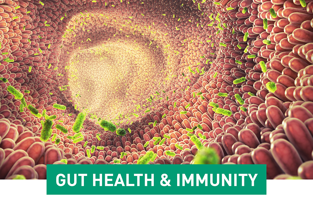 Fsa Gut Health And Immunity 62f78e935259dc