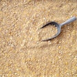 Feed Chicken Background