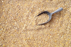 Feed Chicken Background