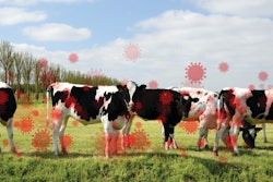 The ongoing detection of HPAI in dairy cattle in the U.S. has sparked significant international concern and increases the risk of H5N1 viruses becoming better adapted to mammals.