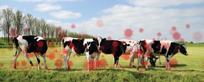 The ongoing detection of HPAI in dairy cattle in the U.S. has sparked significant international concern and increases the risk of H5N1 viruses becoming better adapted to mammals.