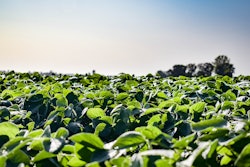 Sunny Soybean Field Growing