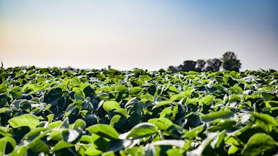 Sunny Soybean Field Growing