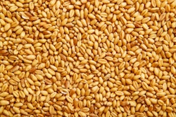 Wheat Grains (3)