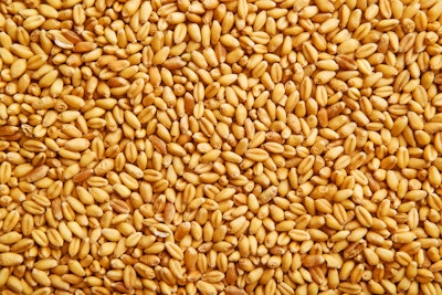Wheat Grains (3)
