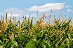 Corn Feild In Sun Pixabay