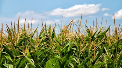 Corn Feild In Sun Pixabay