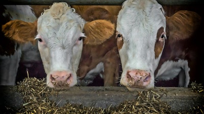 Cows Beef Fence Feed Pixabay