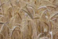 Ripe Wheat Field