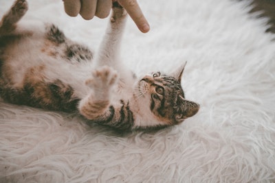 Pet parents are increasingly eager to better understand their pets and make tailored care choices.